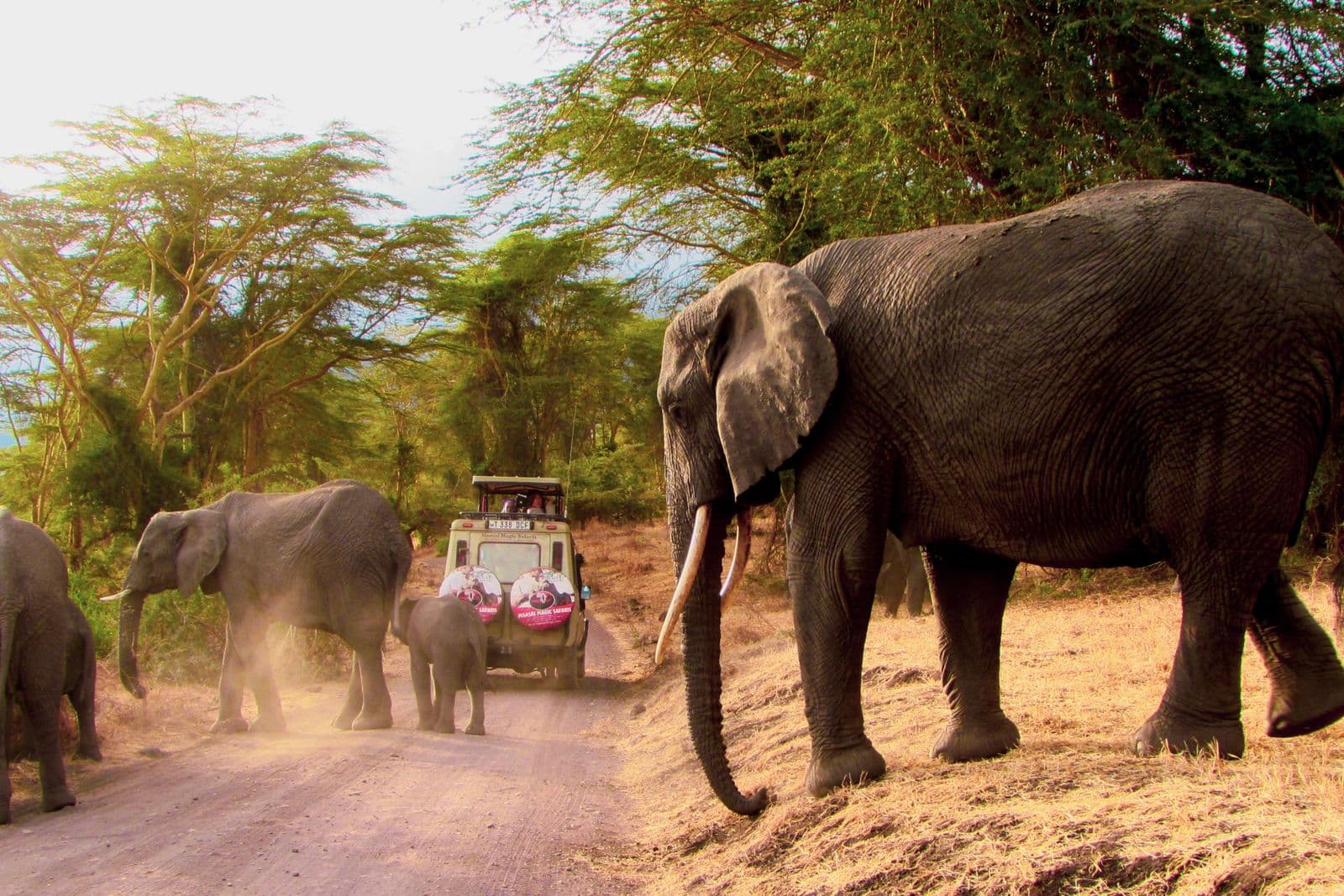 Wildlife in a South African reserve — conservation is part of every Umzumbe safari.